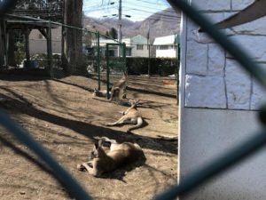 円山動物園は大人になっても楽しかった Gakky Channel アウトドアブログ